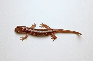 Aneides: Arboreal Salamander (Aneides lugubris)