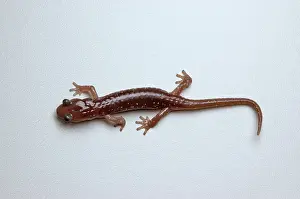 Aneides: Arboreal Salamander (Aneides lugubris)