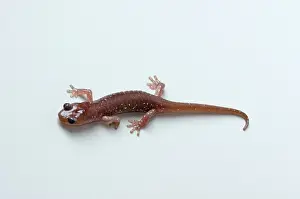 Aneides: Arboreal Salamander (Aneides lugubris)