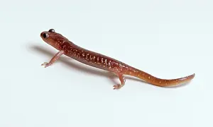 Aneides: Arboreal Salamander (Aneides lugubris)