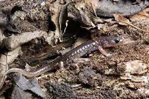 Aneides: Arboreal Salamander (Aneides lugubris)