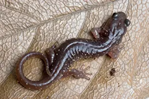 Aneides: Arboreal Salamander (Aneides lugubris)