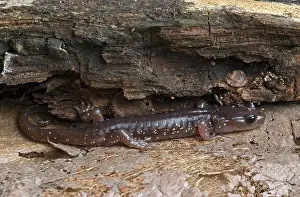 Aneides: Arboreal Salamander (Aneides lugubris)