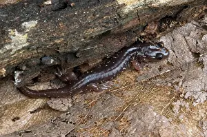 Aneides: Arboreal Salamander (Aneides lugubris)