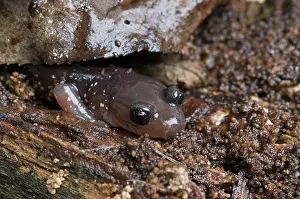 Aneides: Arboreal Salamander (Aneides lugubris)