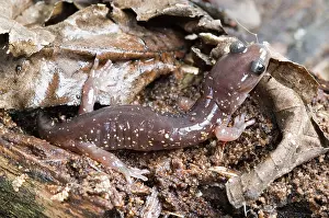 Aneides: Arboreal Salamander (Aneides lugubris)