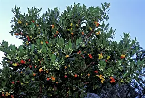 Unedo: Arbute-berry Tree / Strawberry Tree - Fruits flowers