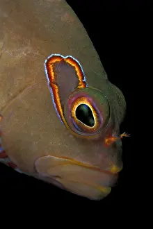 Hawkfish: arc-eye hawkfish, Paraciirrhites arcatus, Witu Islands, West