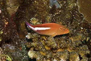 Hawkfish: Arc-eye Hawkfish - Usually seen perched on coral
