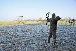Bows: Arc fighter shot down a wild boar in a meadow Dombes