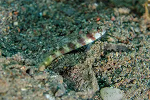 Stripe: Arcfin Shrimpgoby