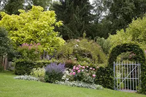 Woolly: Arch of hornbeam at the entrance of a garden carpinus