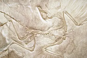 Archaeopteryxs: ARCHAEOPTERYX FOSSIL