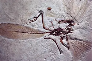 Primitive: Archaeopteryx Fossil