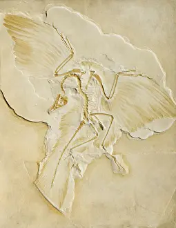 Primitive: Archaeopteryx Fossil
