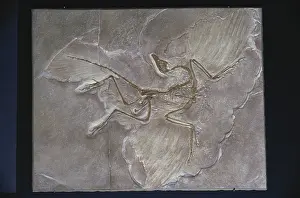 Matrix: Archaeopteryx Fossil