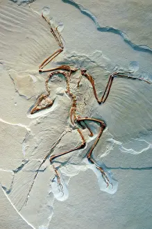 Archaeopteryxs: Archaeopteryx, fossil bird
