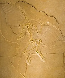 Archaeopteryxs: Archaeopteryx Fossil - The earliest most primitive bird