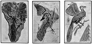 19th: Archaeopteryx, Primordial Bird