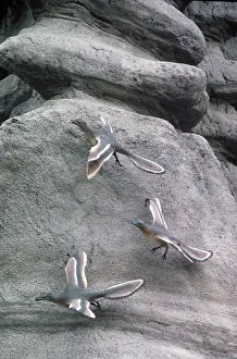 Primitive: Archaeopteryx Reconstruction