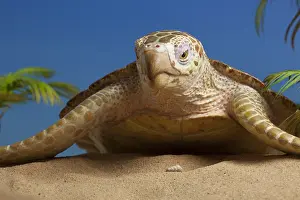 John Holmes: Archelon, close-up. Giant marine turtle. Lenght: