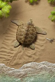 Ashore: Archelon crawls ashore for nesting-site. Giant marine