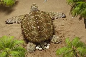 Archelon deposits her eggs into sand-chamber. Giant
