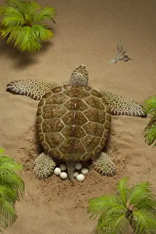 Archelon deposits her eggs into sand-chamber. Giant