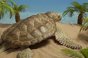 John Holmes: Archelon heads towards the sea. Giant marine turtle