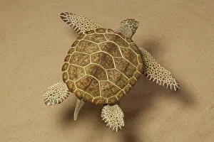 John Holmes: Archelon swimming. Over sandy bottom. Giant marine