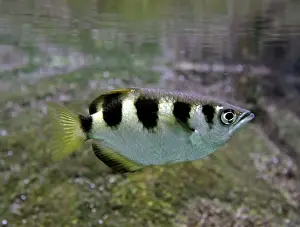 Strip: Archer Fish, coastal fresh waters and brackish waters