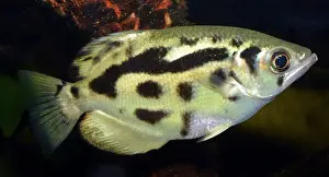 Pat Morris: Archer Fish - (spits water out to catch insects