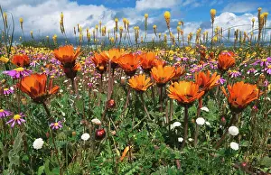 Ingrid Van Den Berg: Arcototis fastuosa in flower