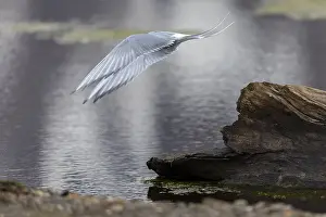 Longyearbyen: Arctic Arctic Tern (Sterna paradisaea) taking off
