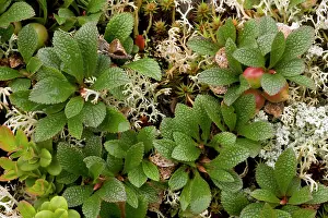 Bearberries: Arctic bearberry