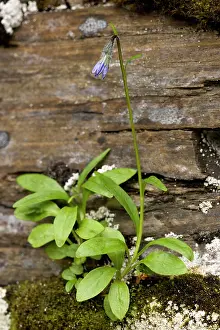 Campanula: Arctic bellflower
