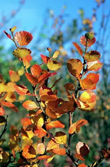 Birches: Arctic Birch / Dwarf Birch - leaves in autumn