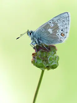Plebejus: Arctic Blue