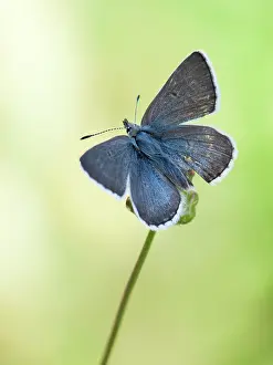 Plebejus: Arctic Blue