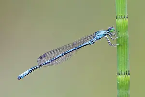 Bluet: Arctic Bluet