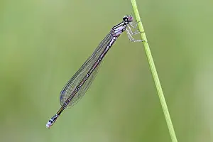 Bluet: Arctic Bluet