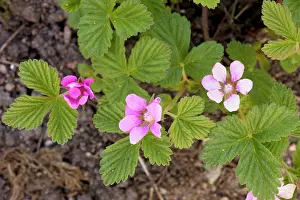 Brambles: An arctic bramble