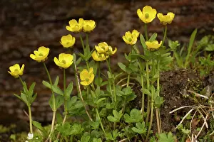 Sulphureus: An arctic buttercup