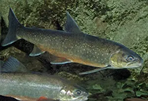 Alpinus: Arctic Charr - (migrates to freshwater to breed)