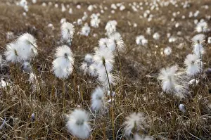 Conserving: Arctic Cotton Grass, Bredefjord, North East