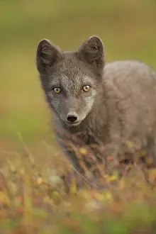 Dovrefjell: Arctic Fox