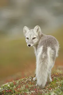 Dovrefjell: Arctic Fox