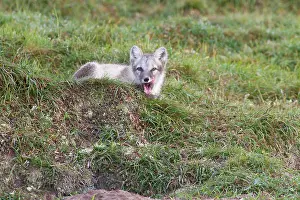 Oppdal: Arctic Fox