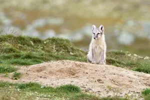 Oppdal: Arctic Fox