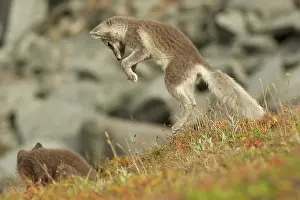 Interacting: Arctic Fox